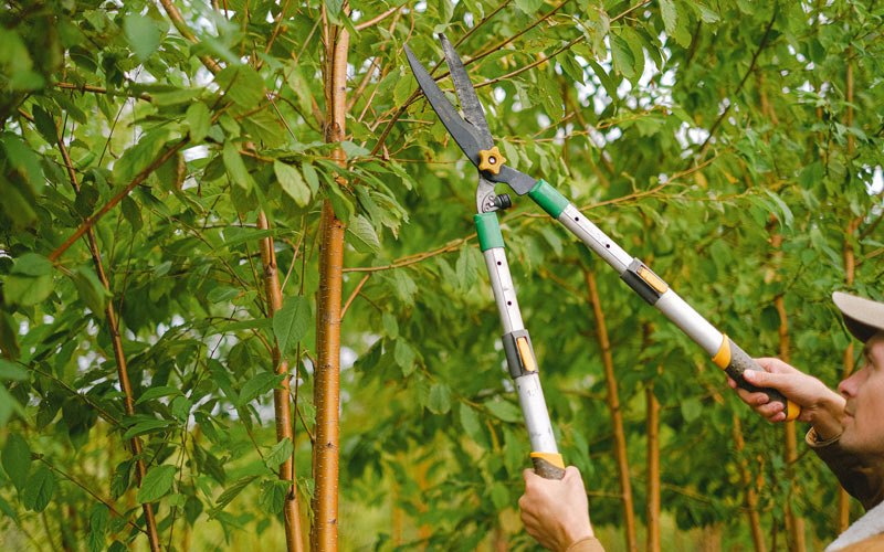 Tree trimming in Wapella, IL