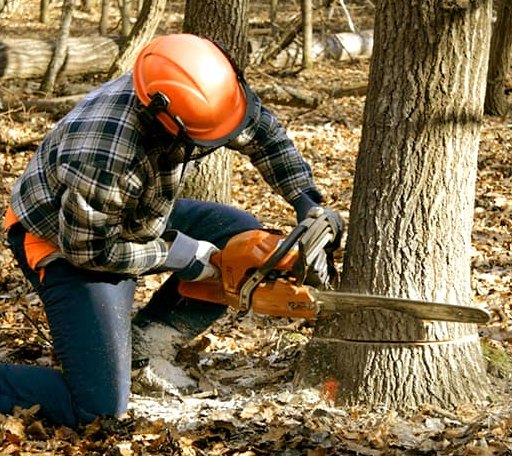 Tree Removal in Wapella, IL